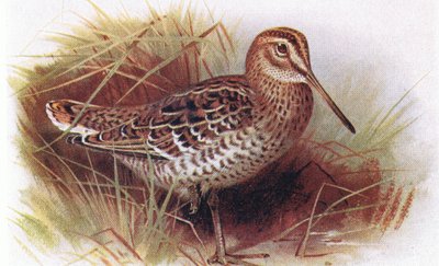 Great Snipe, from Birds of the British Isles and Their Eggs published by Frederick Warne & Co Ltd, 1958 by Archibald Thorburn